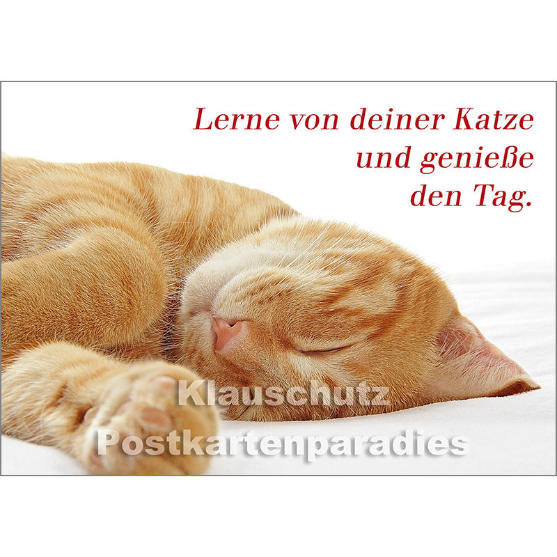 Tier Postkarte