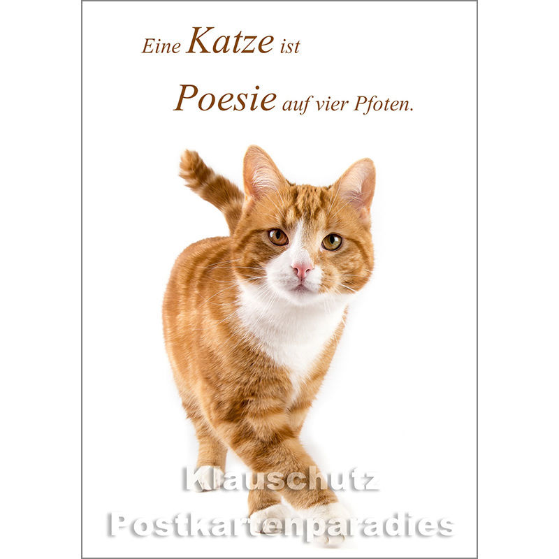 Tier Postkarte