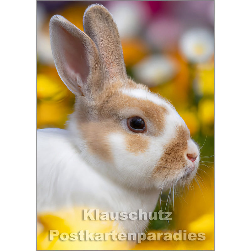 Hase auf Blumenwiese | Postkarte Postkartenparadies